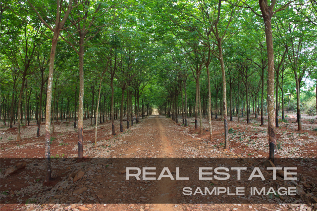 Anakkal - kanjirapally-kottayam 20 cent land with 5 bedroom house